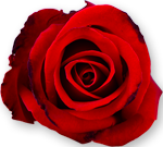 carte fleur 2